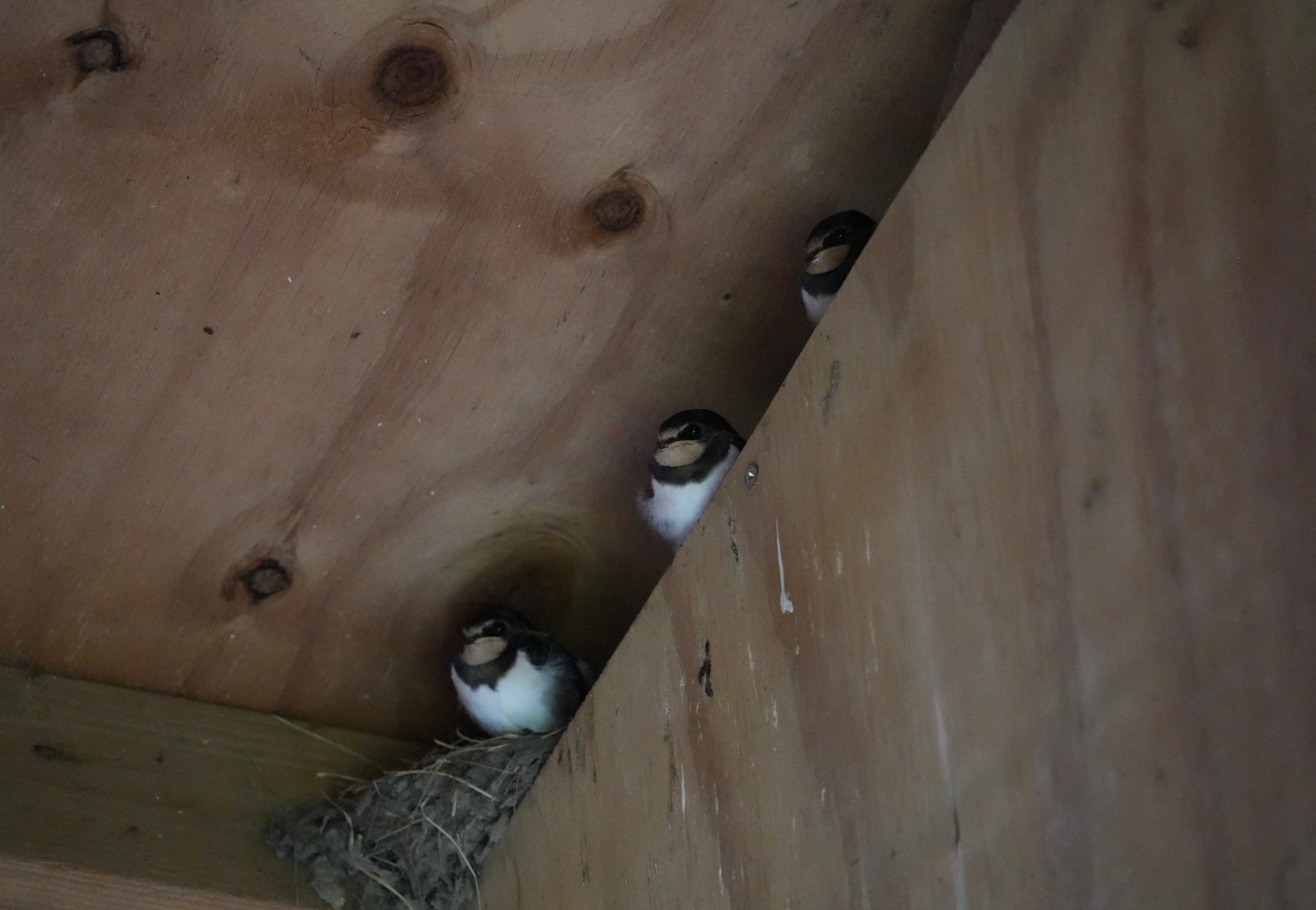 swallows (Hirundo rustica)