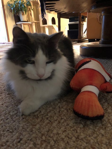 Newman's favorite poses & sleeping areas