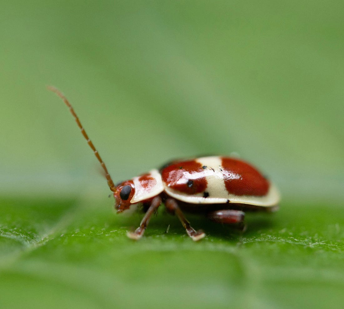 Asphaera discicollis flea beetle on a green leaf along the Río Guayabo in Costa Rica, its red and cream patterned body sharply defined against the soft background. Asphaera discicollis flea beetle on a green leaf along the Río Guayabo in Costa Rica, its red and cream patterned body sharply defined against the soft background.