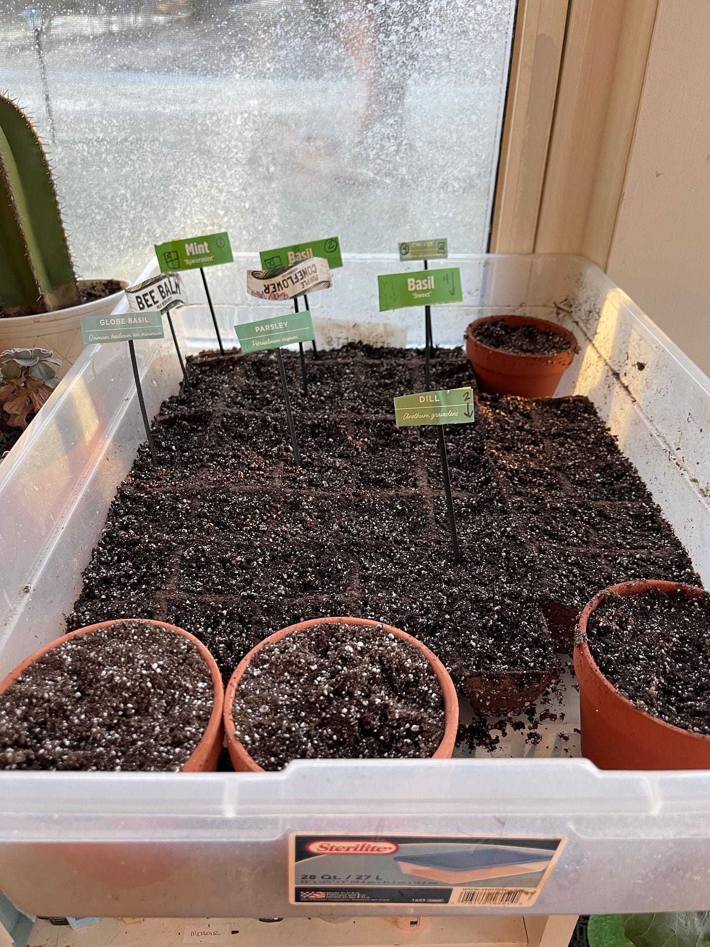 Small pots filled with soil are in a large tupperware bin with labels like mint, basil and dill. Nothing is sprouting.