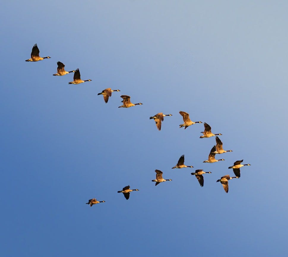 Geese flying in v formation against blue sky Geese flying in v formation against blue sky