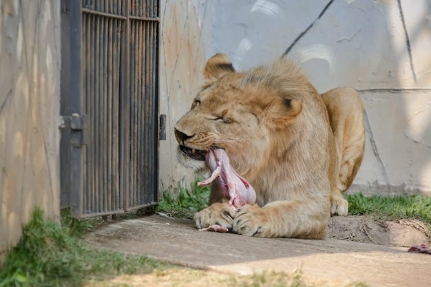 El león es una especie de mamífero carnívoro del género Panthera y la  familia Felidae | Foto Premium