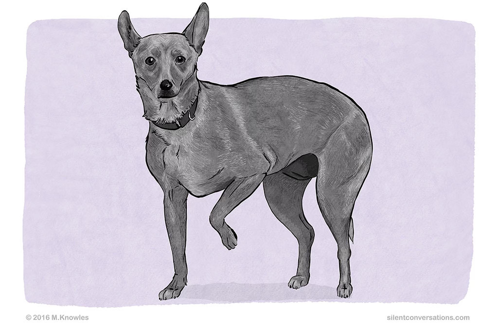 Drawing of a dog standing with one front paw lifted. The dogs has her mouth closed, ears to the side, eyes wide and tail tucked. Copyright 2016 M.Knowles www.silentconversations.com