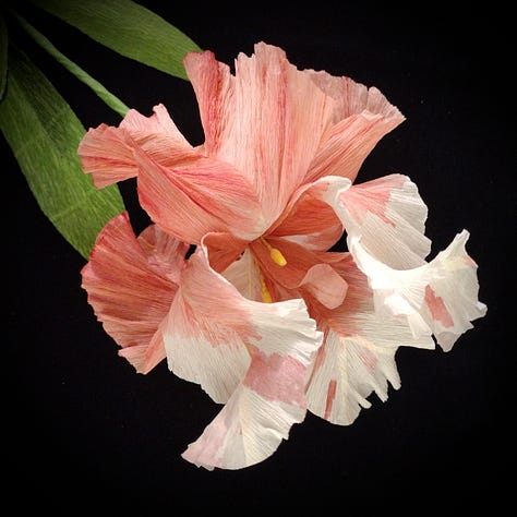 Image one: bearded Iris made from heavy weight crepe paper in shades of pink and orange. Image 2: two paper Iris one in shades of red and cream one in more used tones of cream and mink. image 3, the final Iris, made of a lighter weight crepe paper which has allowed the artist to create a heavily ruffled version of this flower, dramatic against a dark background.