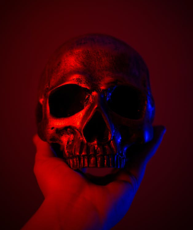 Free Close Up Photo of a Skull Stock Photo Free Close Up Photo of a Skull Stock Photo