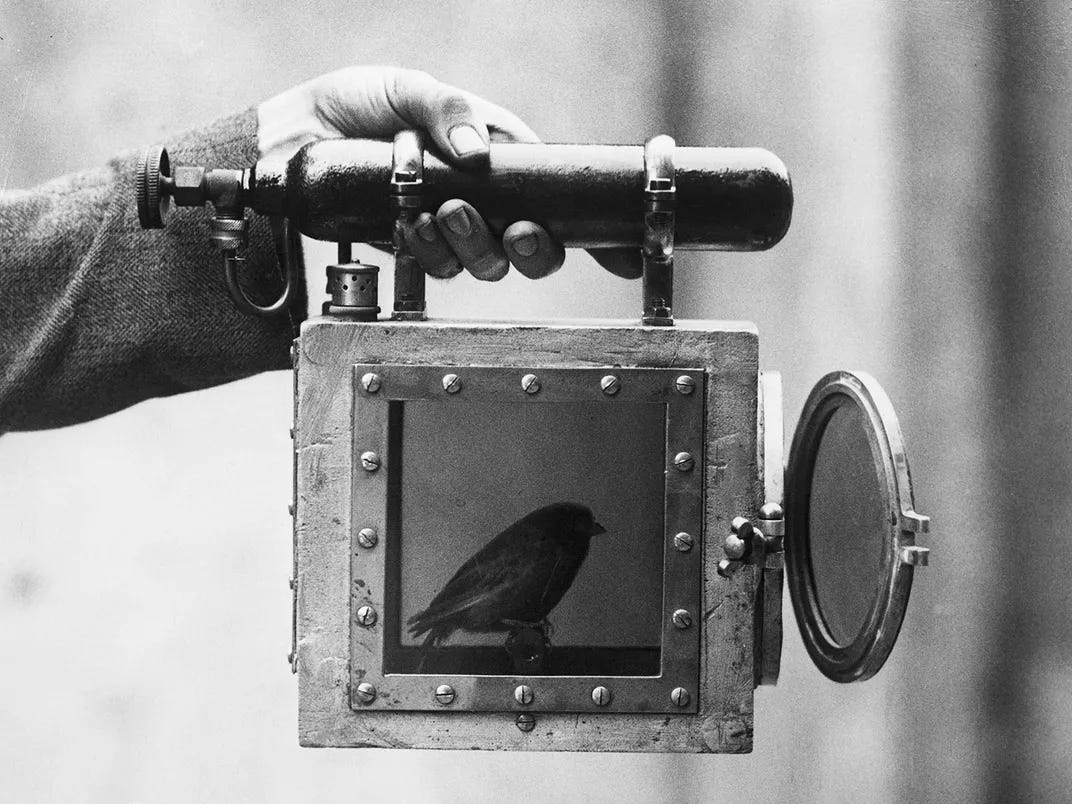 What Happened to the Canary in the Coal Mine? The Story of How the Real-Life Animal Helper Became Just a Metaphor What Happened to the Canary in the Coal Mine? The Story of How the Real-Life Animal Helper Became Just a Metaphor