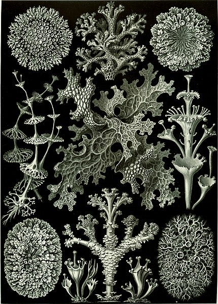 File:Haeckel Lichenes.jpg File:Haeckel Lichenes.jpg