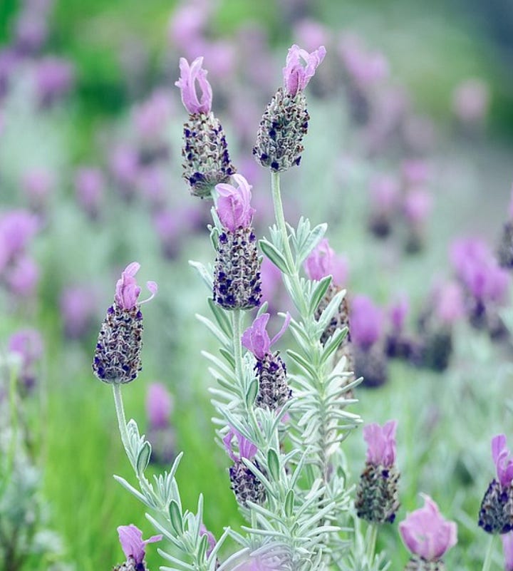 Everything you need to know about lavender