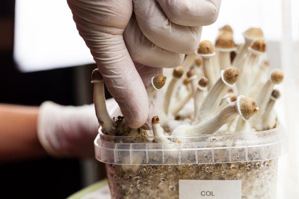 Johns Hopkins Scientists Give Psychedelics the Serious Treatment