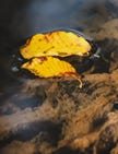Yellow leaves floating on a river. Yellow leaves floating on a river.
