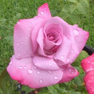 Rose with Water Drops Rose with Water Drops