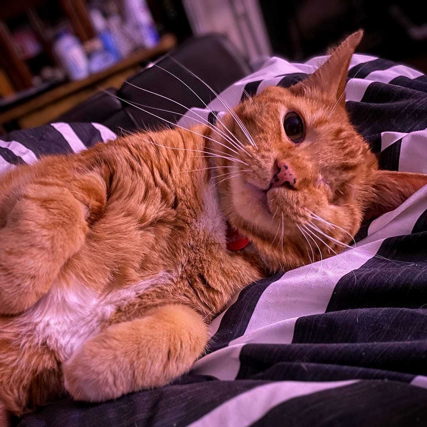 an orange tabby cuddling on a bed and looking very happy.