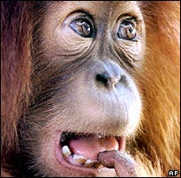 cuteorangutan