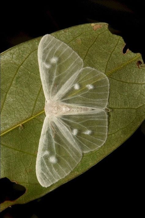 This may contain: a white butterfly sitting on top of a green leaf