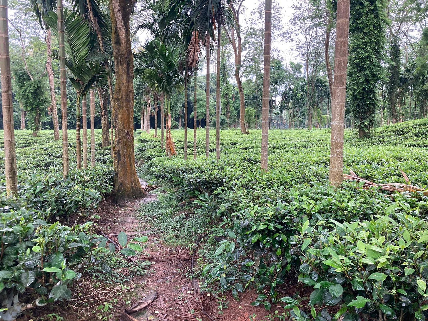 Tea Estate in Assam Tea Estate in Assam