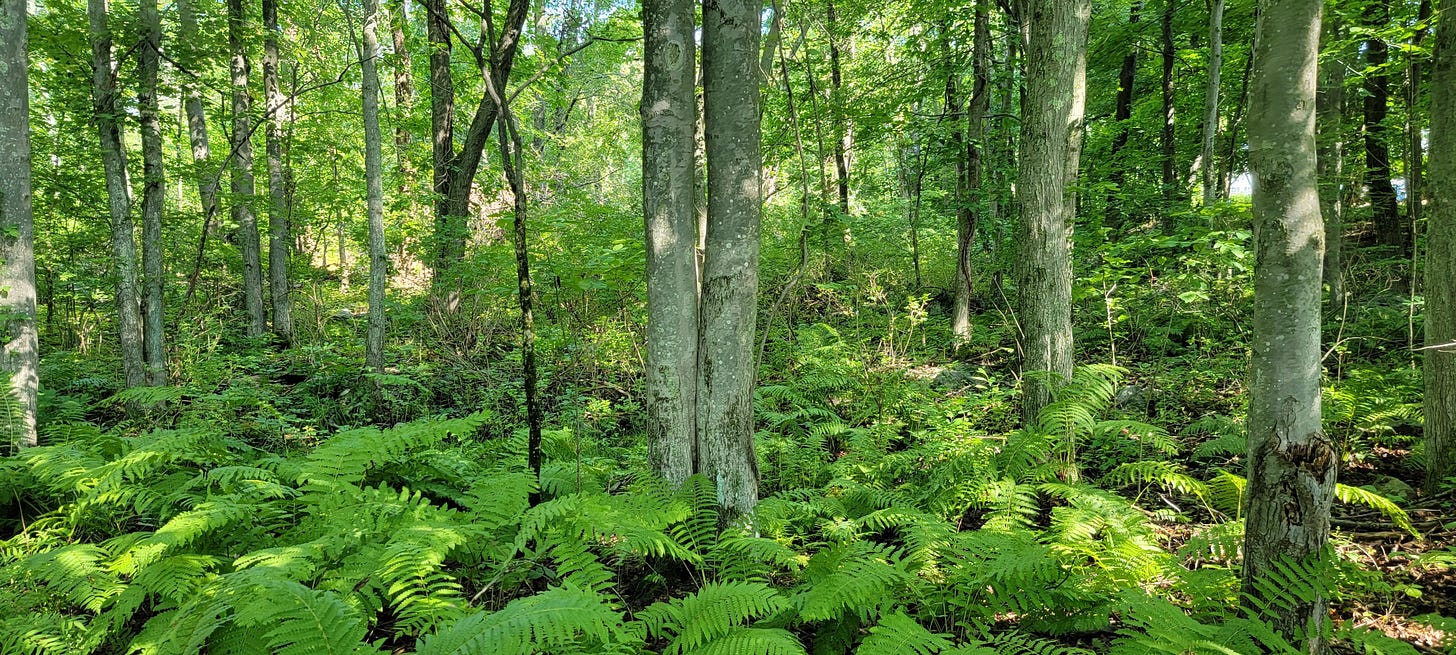 Serenity at Broad Meadow Brook: lush ferns, mossy rocks, and peaceful wooden paths
