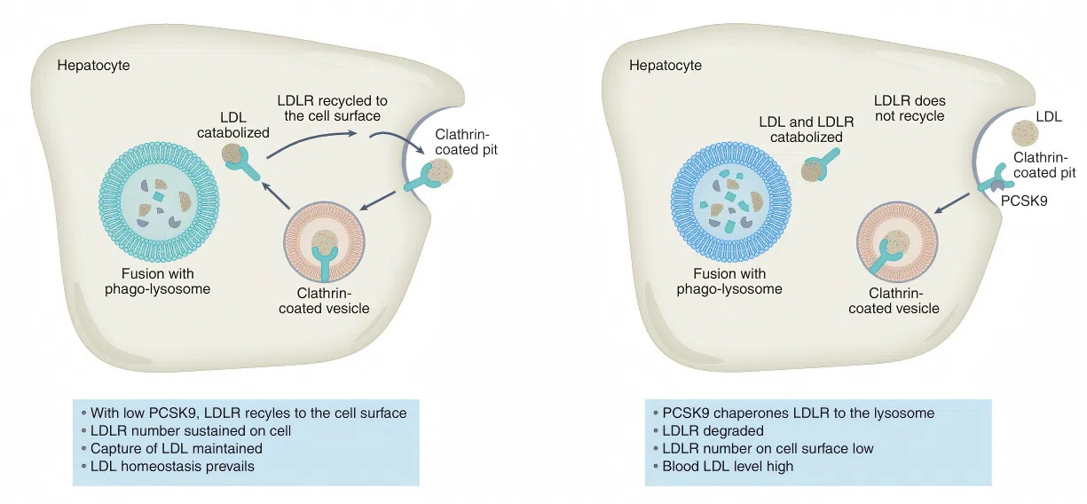 Figure 2. PCSK9-LDLR axis Figure 2. PCSK9-LDLR axis