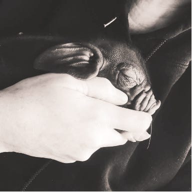 a grid of farms from across the US