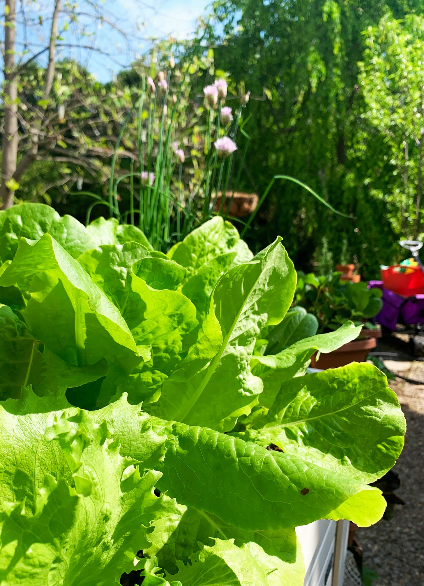 A picture of Bibb lettuces growing in a raised garden bed.