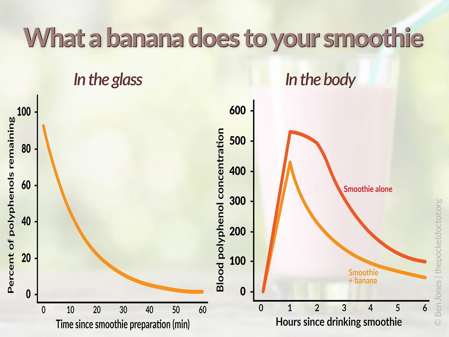 Two graphs showing how compounds in banana destroy smoothie polyphenols in the glass and in the body. Two graphs showing how compounds in banana destroy smoothie polyphenols in the glass and in the body.
