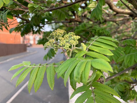 Simple, pinnate and complex leaf shapes.