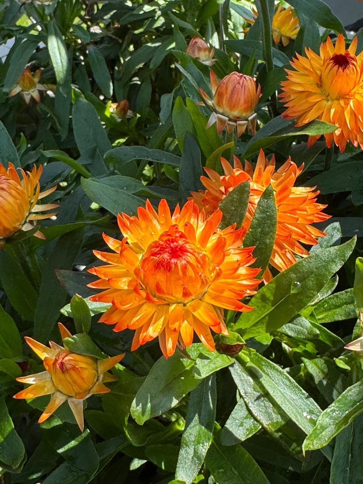 5 plants you must grow from Selecta one - by Mr Plant Geek