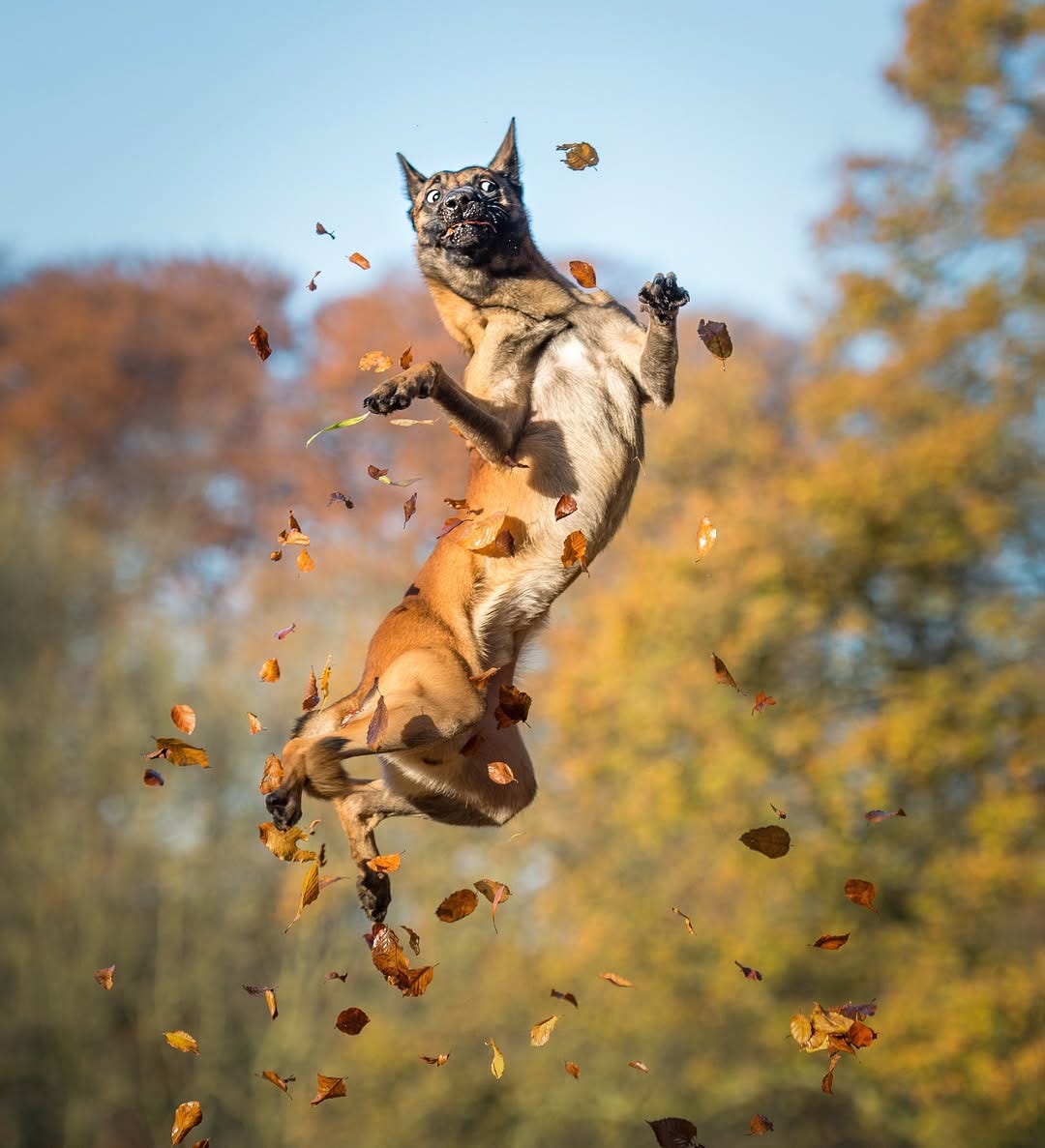 A mid-sized dog jumps in the air, scattering fall leaves around.  Other trees tinged with fall colors in soft focus in background.