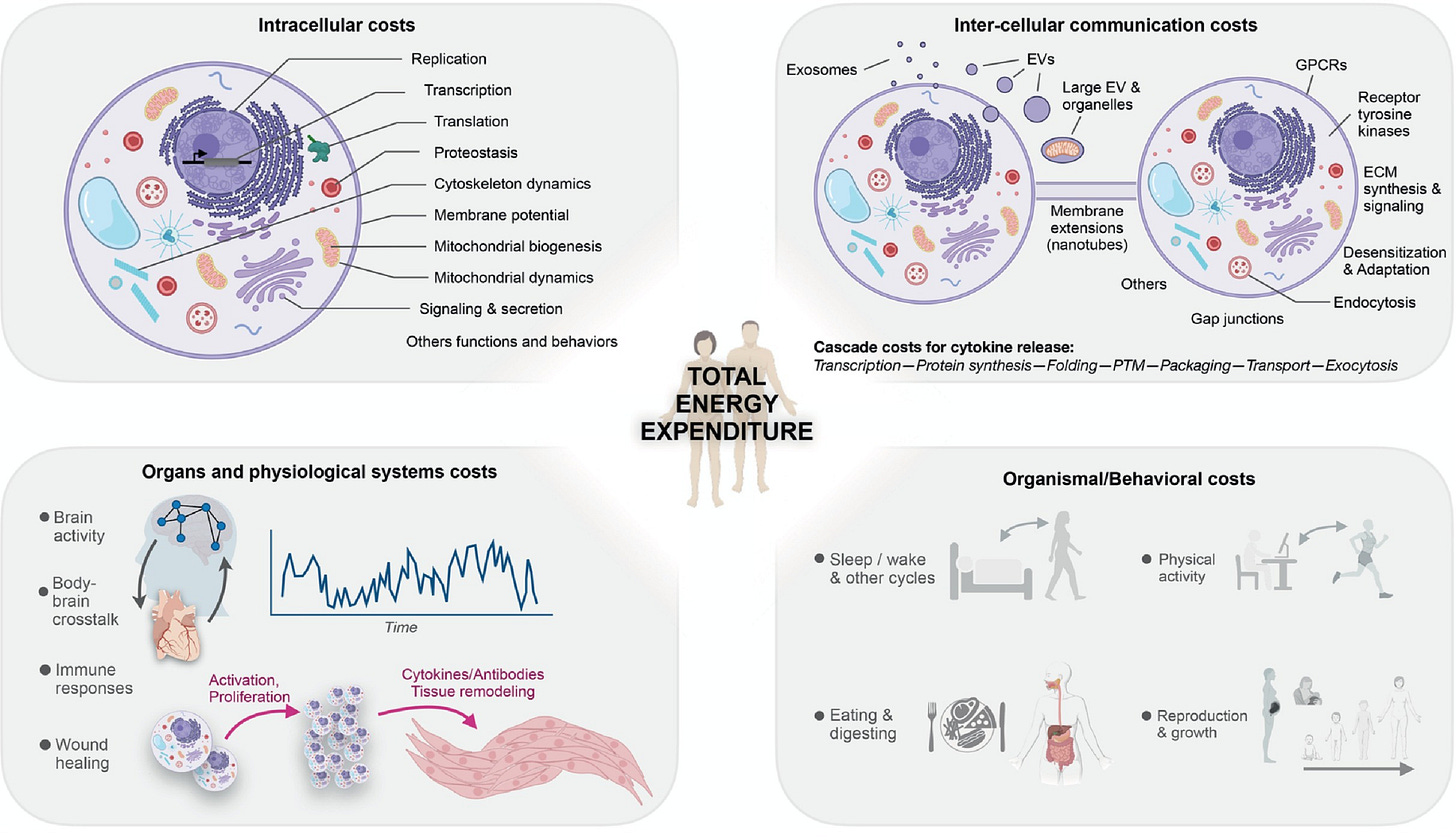 Four-panel (2x2) figure showing the intracellular costs, inter-cellular communications costs, organs and physiological systems costs, and organismal/behavioral costs that factor into our energy budget. Four-panel (2x2) figure showing the intracellular costs, inter-cellular communications costs, organs and physiological systems costs, and organismal/behavioral costs that factor into our energy budget.