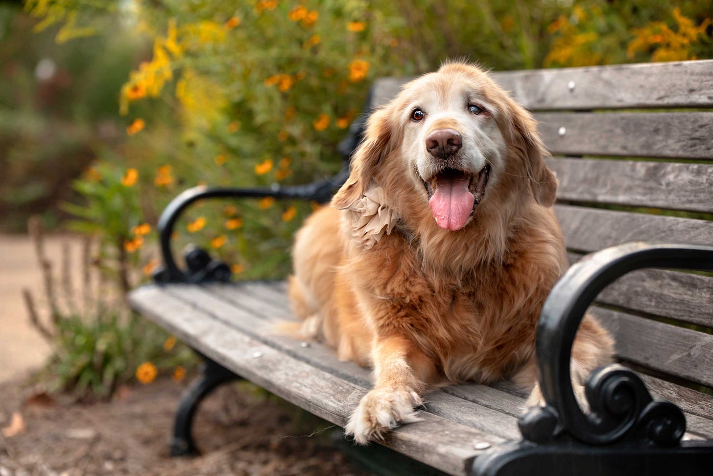 An old but happy Golden Retriever rests on a bench with orange flowers behind