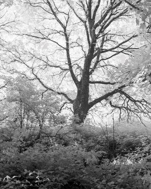 IR Trees A Day .jpg