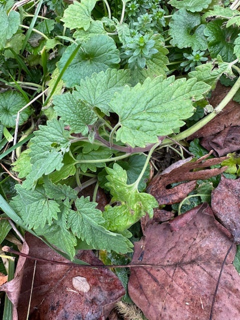 catnip, ground ivy, and false baby's breath, Gallium mollugo catnip, ground ivy, and false baby's breath, Gallium mollugo