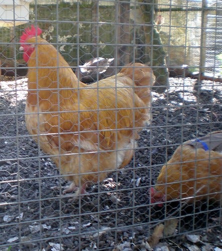 Rooster Rooster