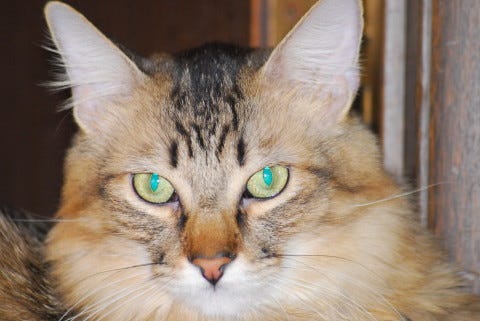 Chase_Cats_In_Winter Chase_Cats_In_Winter