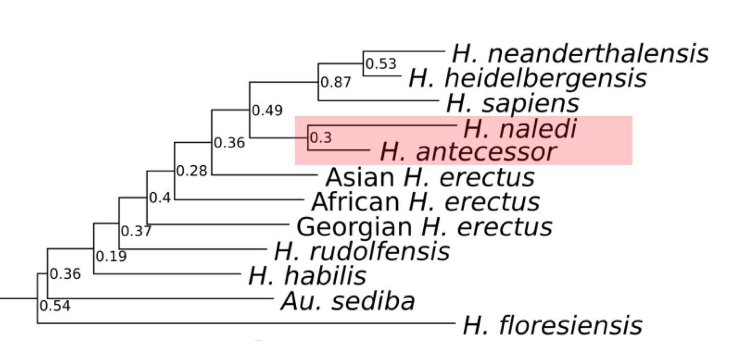 A phylogenetic tree showing Homo naledi as a sister group of Homo antecessor