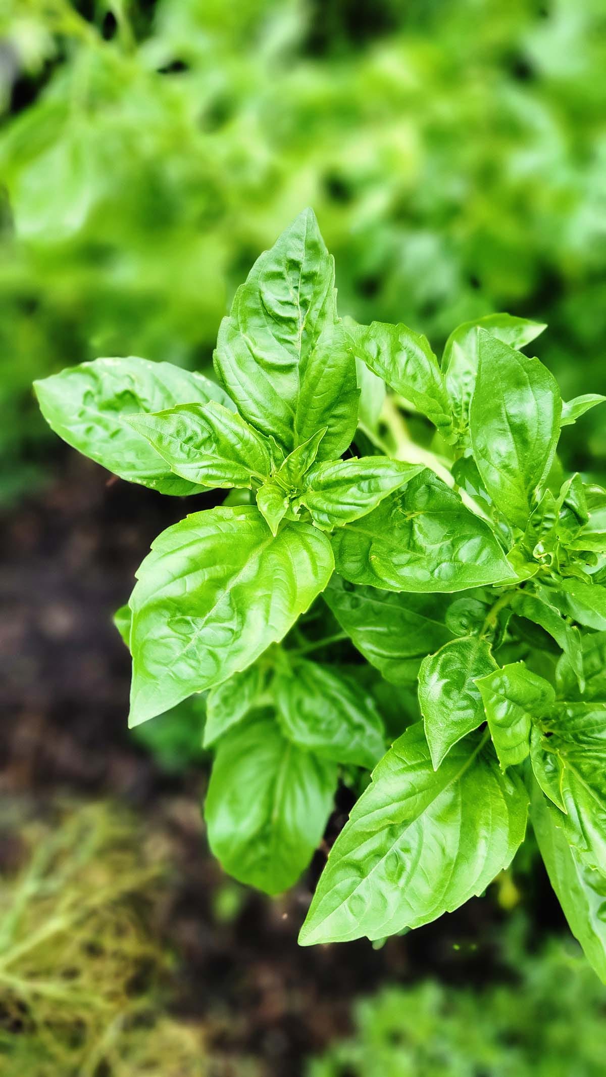 A happy basil plant. 