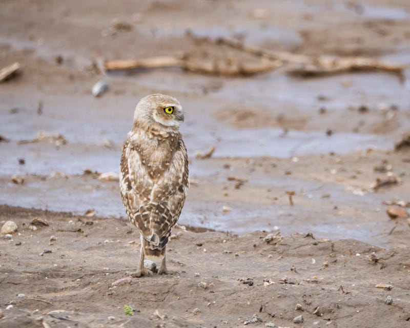 20260716-BurrowingOwl-135-Edit.jpg