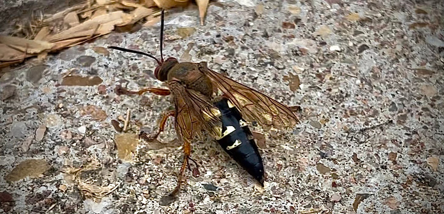 Cicada killer wasp on concrete