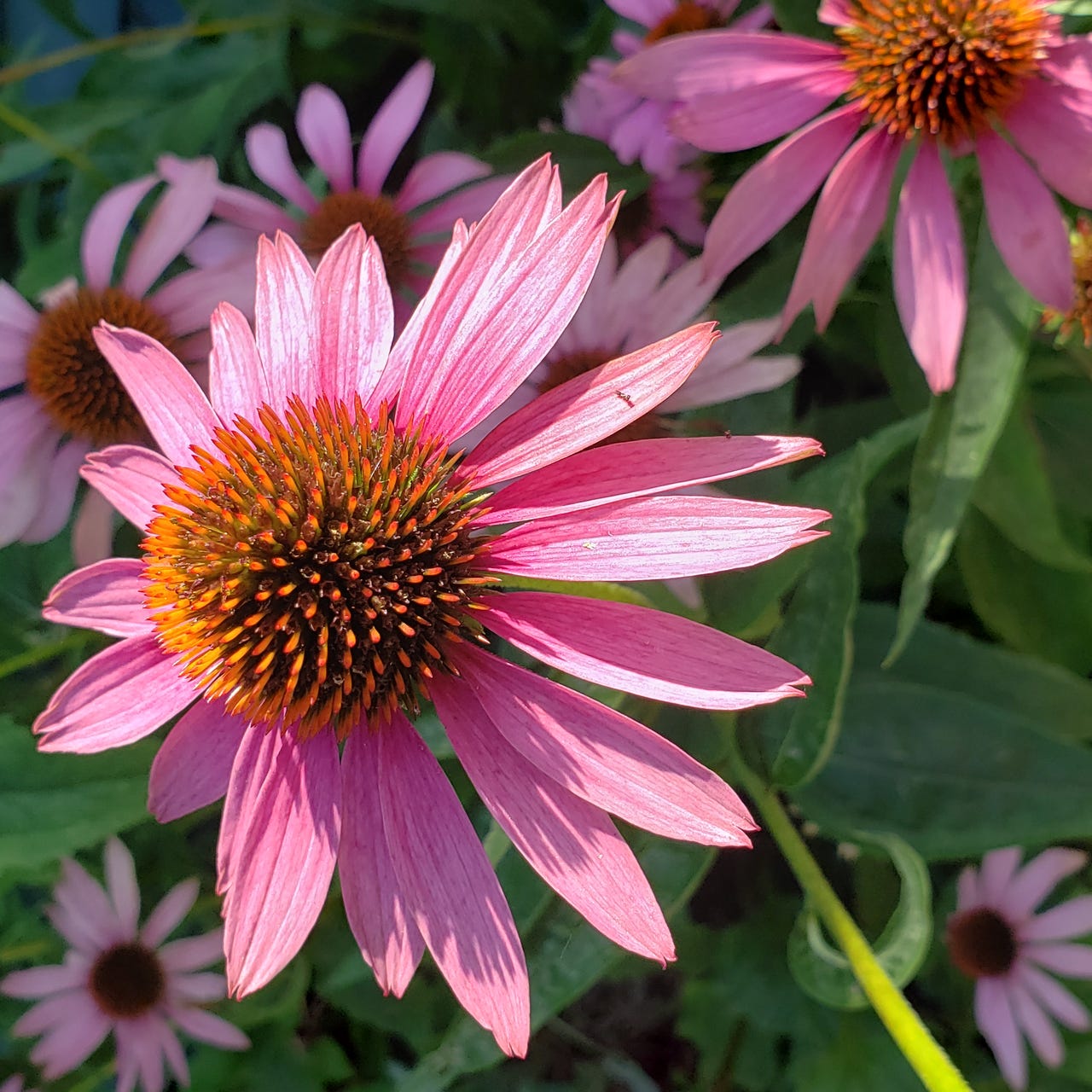 Growing Edges: Reflections on Faith and Life