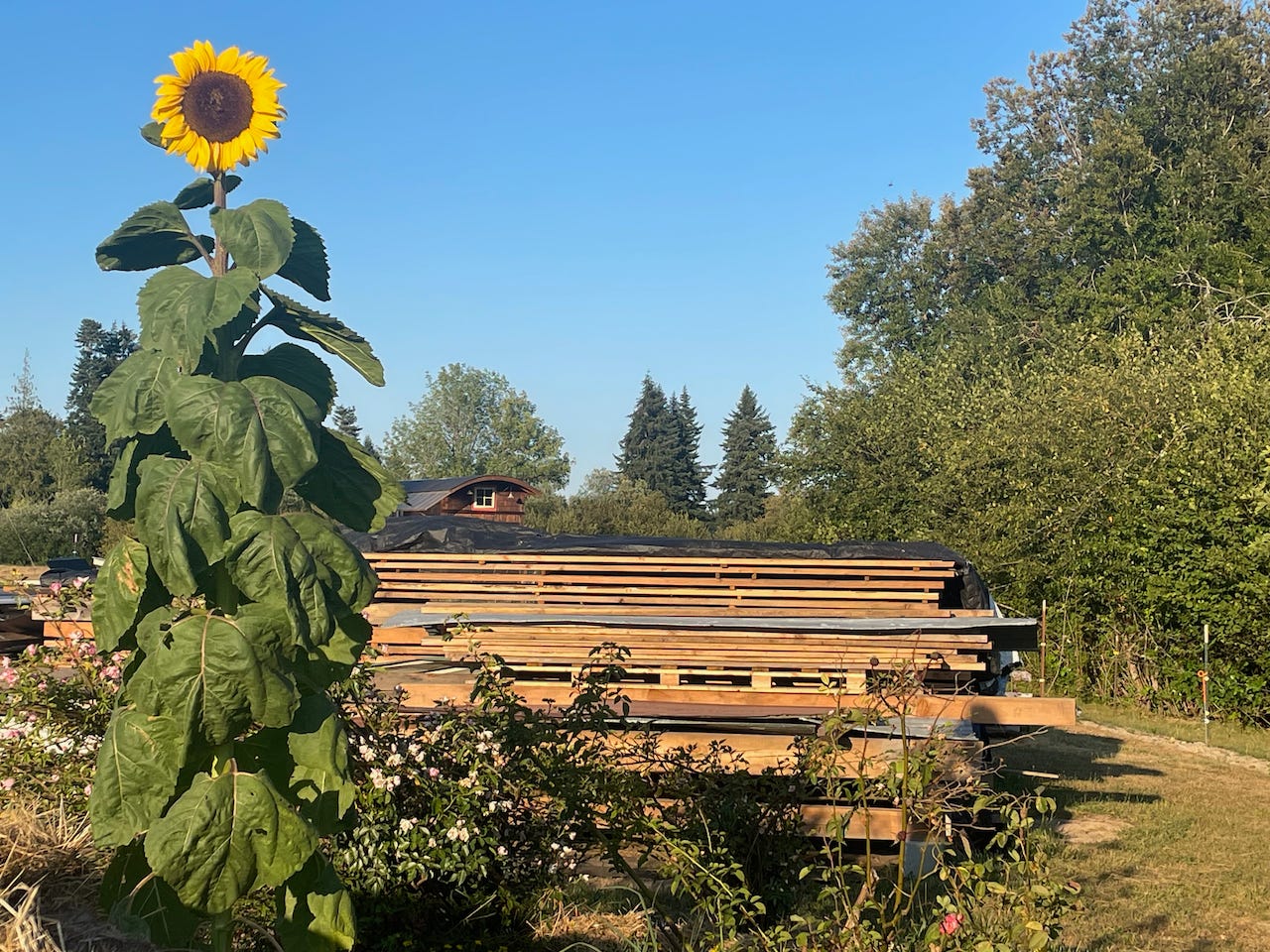 photo of a sunflower against blue sky