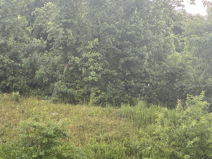 Wildflowers and overgrown grass and weeds