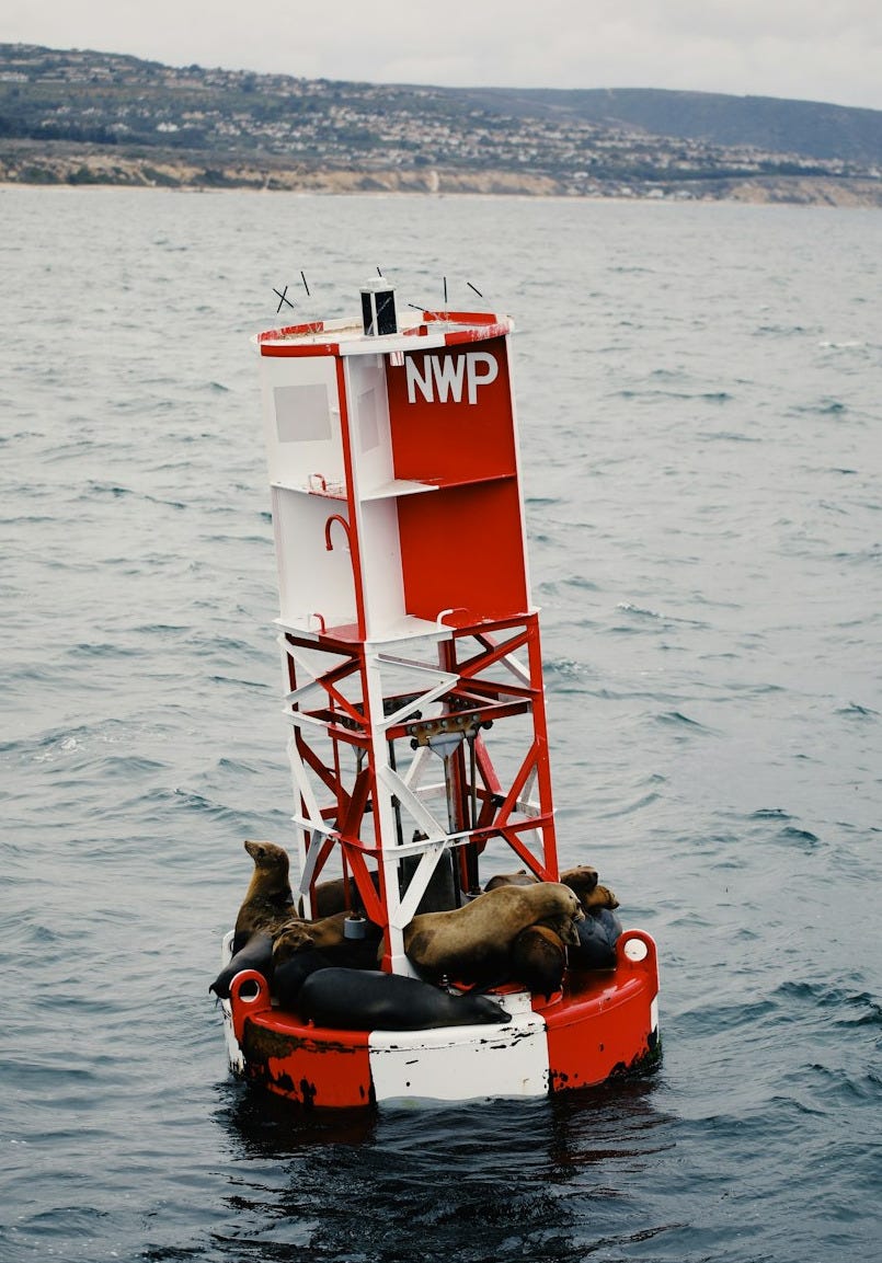 seals on floater in the middle of ocean during daytime