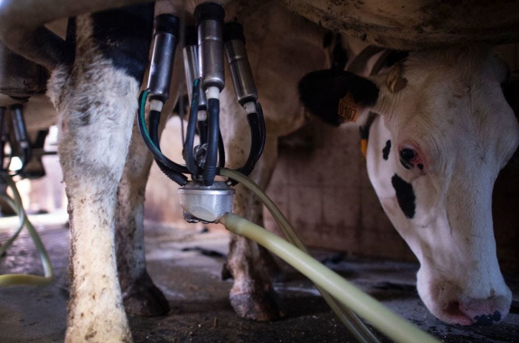 Extreme Heat Is Stressing Cows, Risking Global Dairy Supply | TIME Extreme Heat Is Stressing Cows, Risking Global Dairy Supply | TIME