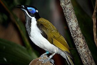 File:Bluefaced Honeyeater by Trisha.jpg