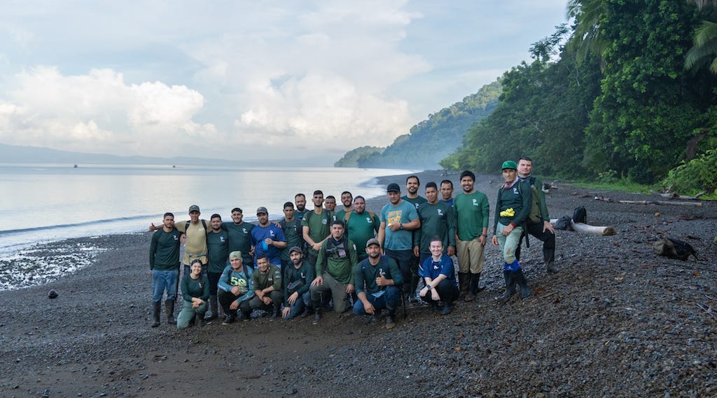 After successfully relocating 13 white-lipped peccaries, Costa Rica's Osa Conservation Area rangers and the Osa Conservation team celebrate on the Piedras Blancas beach, about 2 km from the relocation site. Image by Ian Rock.