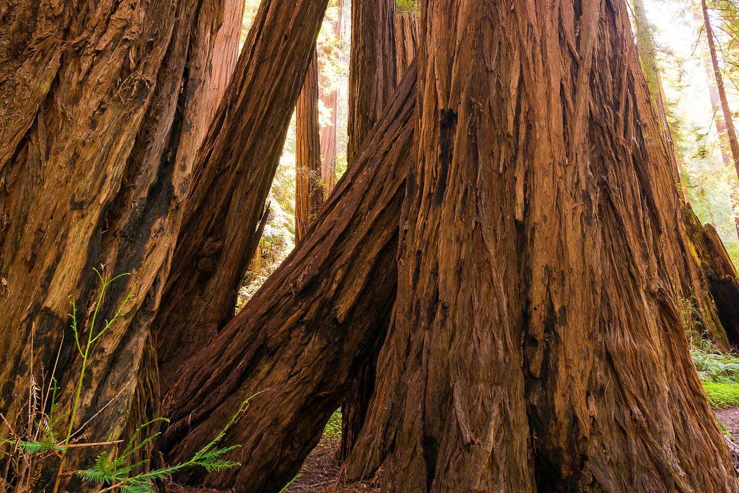 A group of trees in a forest