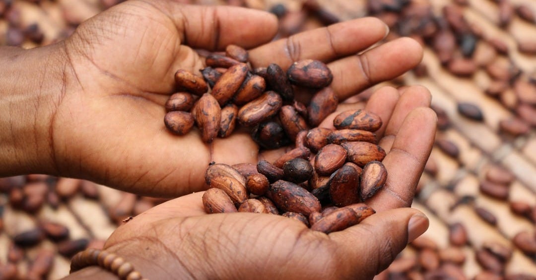 person holding brown and black seeds person holding brown and black seeds