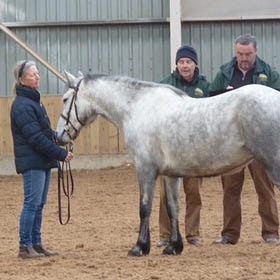 The future for the Connemara Pony