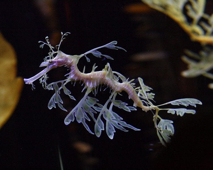 Leafy Sea Dragon