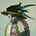 Patricia Morse's avatar