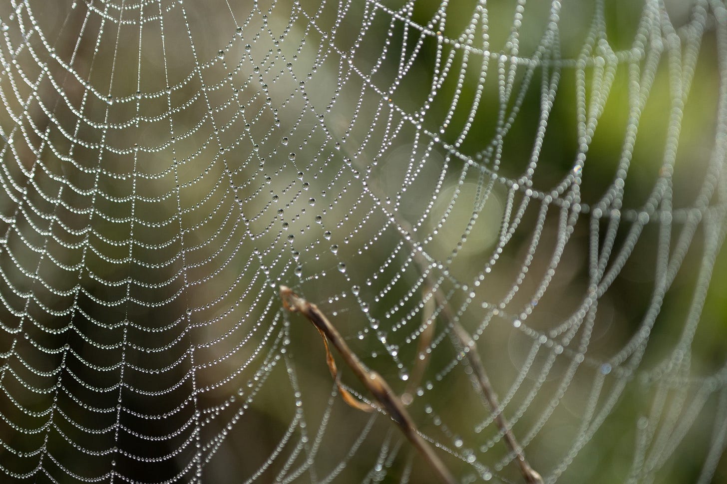 dew on the spiderwebs